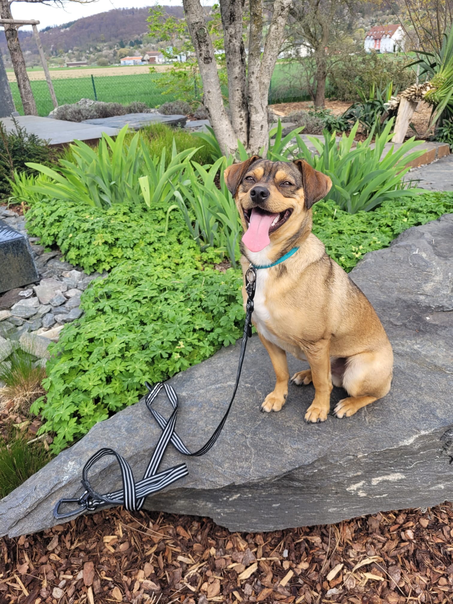 Rocky, Tierschutzhund aus Kroatien, sitzt fröhlich im Garten