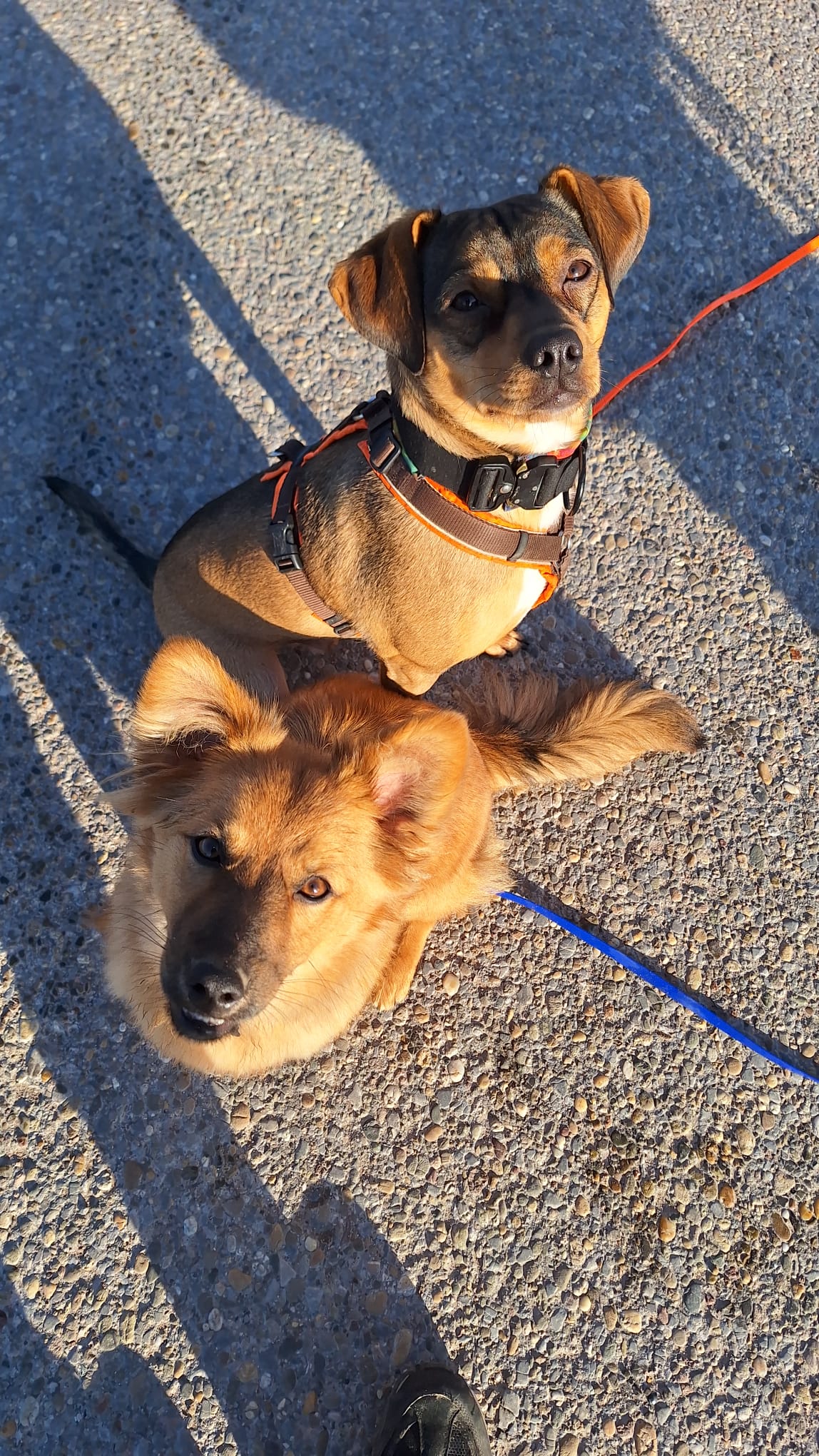 Rocky und Foxy gemeinsam zuhause als Tierschutzhunde von Pawsitive Sassi