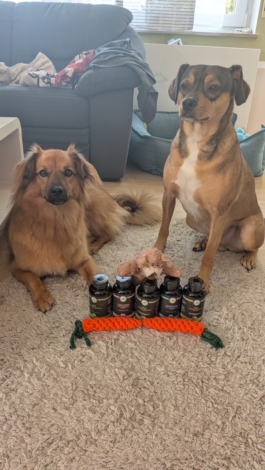 Rocky und Foxy sitzen vor den Nahrungsergänzungsmitteln von DogsGood